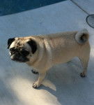 Duke - Carlin Mâle (6 ans)