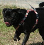 carlin(Van-Gogh - Carlin