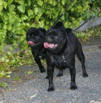 Carlin- velours & Van-Gogh - Carlin