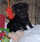 Carlin noir - Carlin