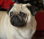 Carlin fauve à masque noir - Carlin