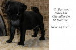 Carlin - C' Bambou Black Du Chevalier De St Maxime - Carlin