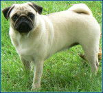 carlin Beji-Ling du clos des trois cerisiers - Carlin