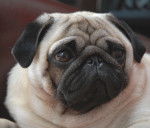 Carlin - As de Coeur du Chevalier de Saint Maxime - Carlin