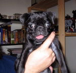 Carlin / Chef - Carlin