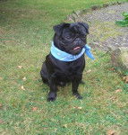 carlin - BYRON - Carlin