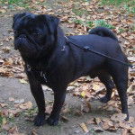 carlin - Byron - Carlin