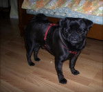 carlin Van-Gogh - Carlin