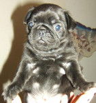 carlin Camboui - Carlin