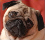 CARLIN FAUVE As de Coeur du Cevalier de Saint Maxime - Carlin