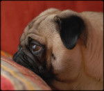 CARLIN FAUVE As de Coeur du Chevalier de Saint Maxime - Carlin