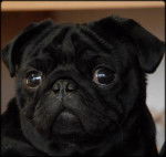 CARLIN NOIR Baïkal Black Pearl du Chevalier de Saint Maxime - Carlin