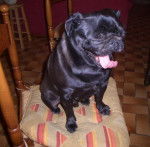 carlin Van-Gogh - Carlin