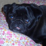 carlin- Van-Gogh - Carlin