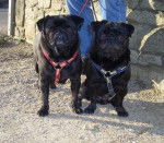 carlin -Van-Gogh & Byron - Carlin