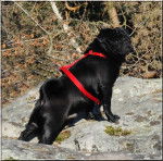 Carlin NOIR- Baïkal Black pearl du Chevalier de Saint Maxime - Carlin