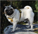 Carlin Fauve - As de Coeur du Chevalier de Saint Maxime - Carlin