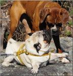 Carlin Fauve - As de Coeur du Chevalier de Saint Maxime - Carlin