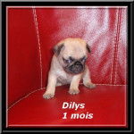 carlin Dilys - Carlin