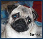 carlin Dilys - Carlin