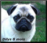 carlin Dilys - Carlin