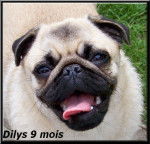 carlin Dilys - Carlin