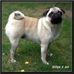 carlin Dilys - Carlin