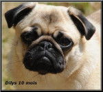 carlin Dilys - Carlin