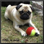 carlin Dilys - Carlin