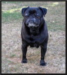 carlin Van-Gogh - Carlin