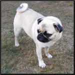 carlin Dilys - Carlin