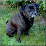 carlin Van-Gogh - Carlin