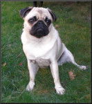 carlin Dilys - Carlin