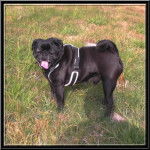 carlin van-gogh - Carlin