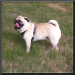 carlin dilys - Carlin