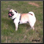 carlin Dilys - Carlin