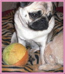 carlin Dilys - Carlin