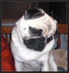 carlin Dilys - Carlin