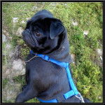 carlin Byron - Carlin