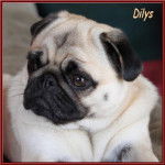 carlin : Dilys - Carlin