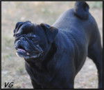 carlin Van-Gogh - Carlin