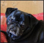 carlin Van-Gogh - Carlin