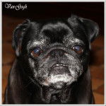 carlin : Van-Gogh - Carlin