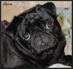 carlin : Byron - Carlin