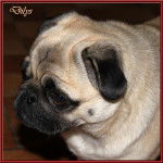 carlin : Dilys - Carlin