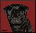 carlin Byron - Carlin