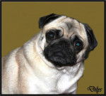 carlin Dilys - Carlin