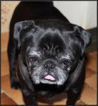 carlin Van-Gogh - Carlin