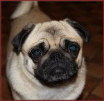 carlin Dilys - Carlin