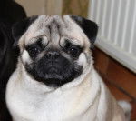 carlin Donuts - Carlin